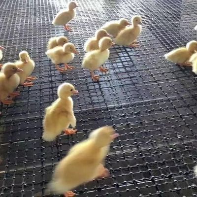 CE/ISO9001 인증을 받은 닭과 거위 번식 울타리
