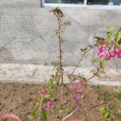 정원에서 조류 및 식물 보호를 위해 사용자 정의 길이 25 X 50 FT 새 망