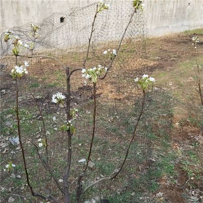 정원에서 조류 및 식물 보호를 위해 사용자 정의 길이 25 X 50 FT 새 망