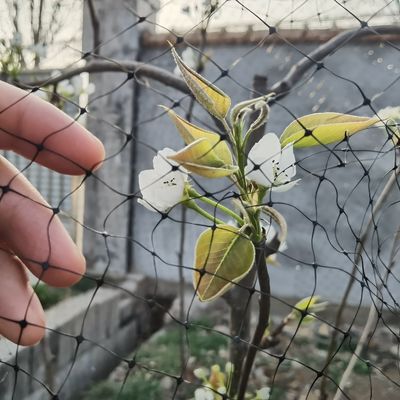 CE ISO 인증과 재사용 가능한 플라스틱 항 조류 망으로 정원 과일을 보호하십시오.